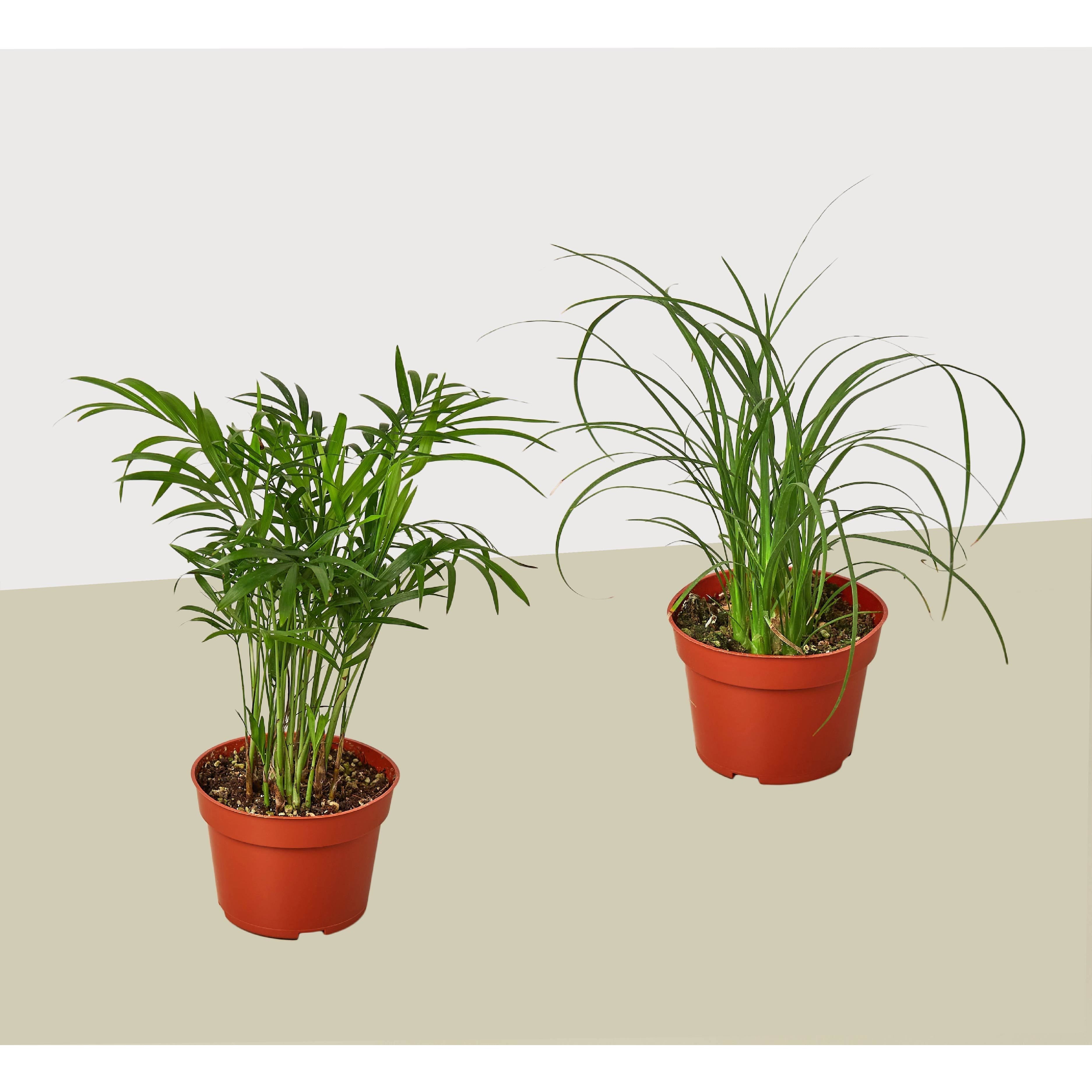 2 Palm Variety Pack / 4" Pots / Live Plant / House Plant - Holiday Corner