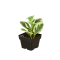 Peperomia 'Marble' - Holiday Corner
