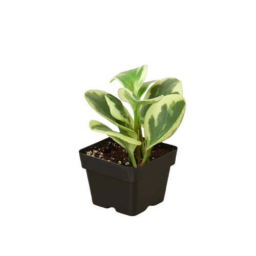 Peperomia 'Marble' - Holiday Corner