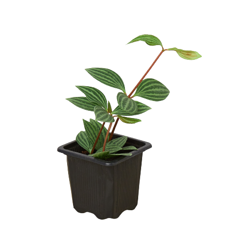 Peperomia 'Parallel' - Holiday Corner