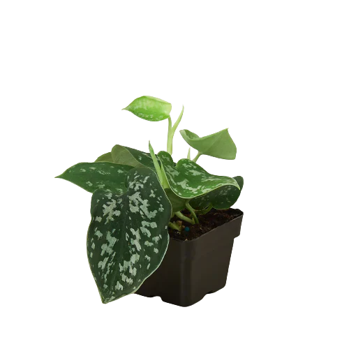 Pothos 'Satin' - Holiday Corner