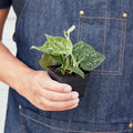 Pothos 'Satin' - Holiday Corner