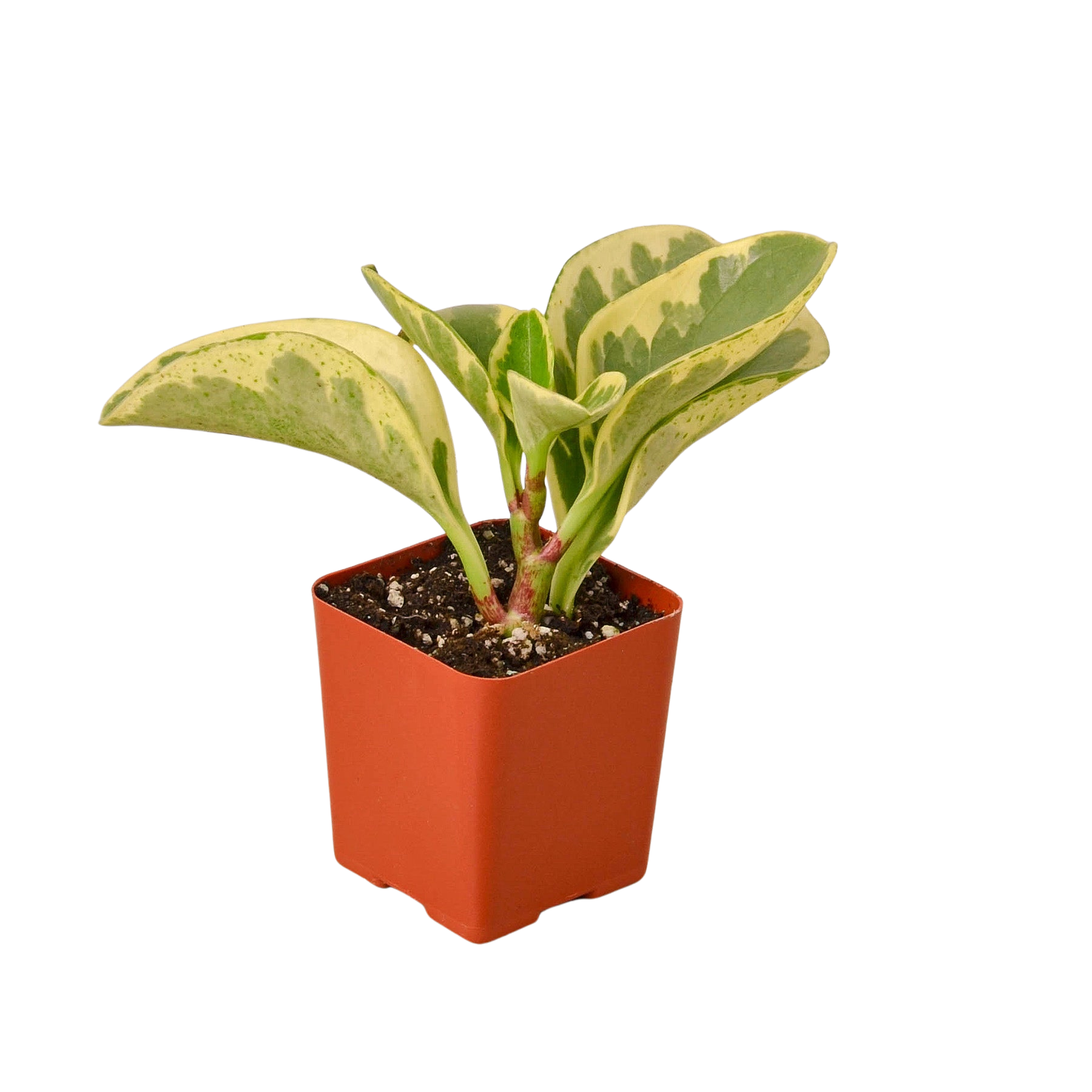 3" Tropical Plant Variety Bundle - Holiday Corner