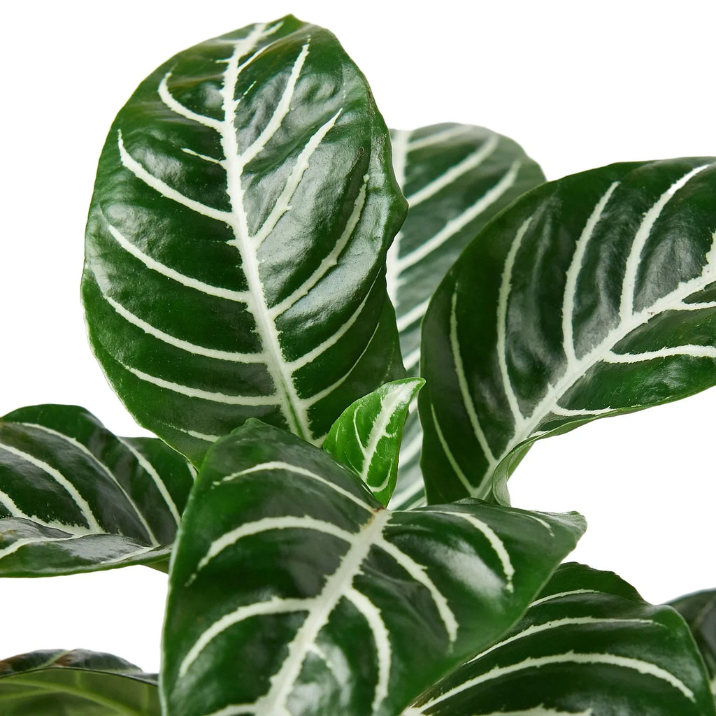 Zebra 'Aphelandra' - Holiday Corner