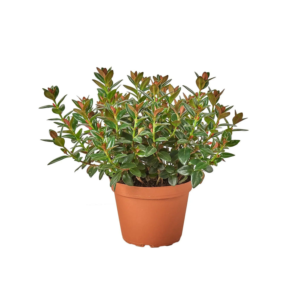 Nematanthus Black Goldfish Plant - Holiday Corner