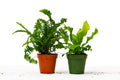 2 Fern Variety Pack - 4" Pot - Holiday Corner