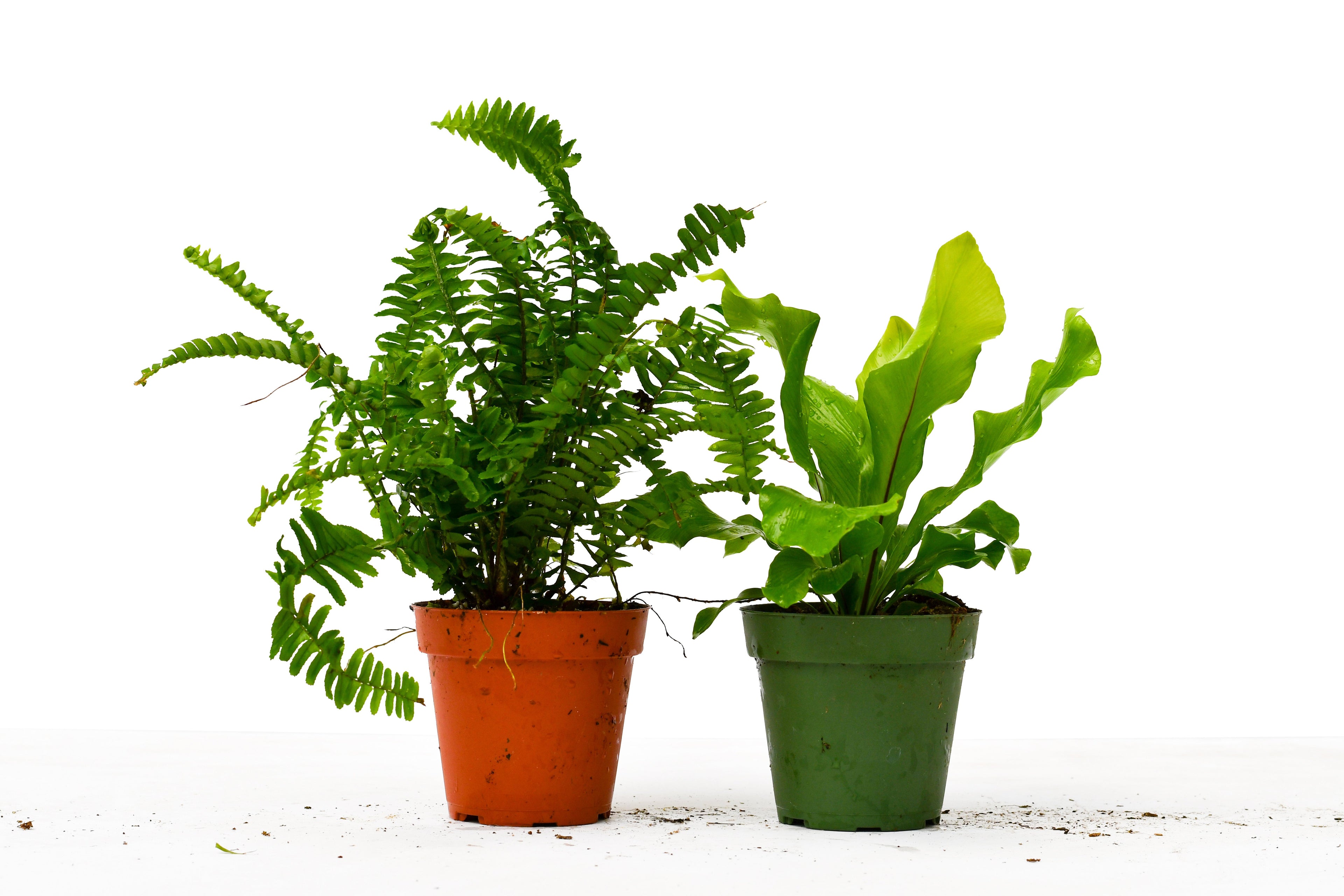 2 Fern Variety Pack - 4" Pot - Holiday Corner