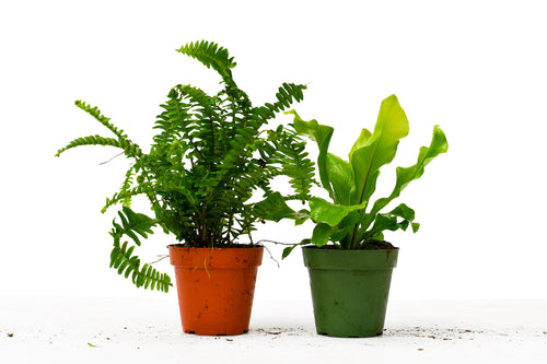 2 Fern Variety Pack - 4" Pot - Holiday Corner