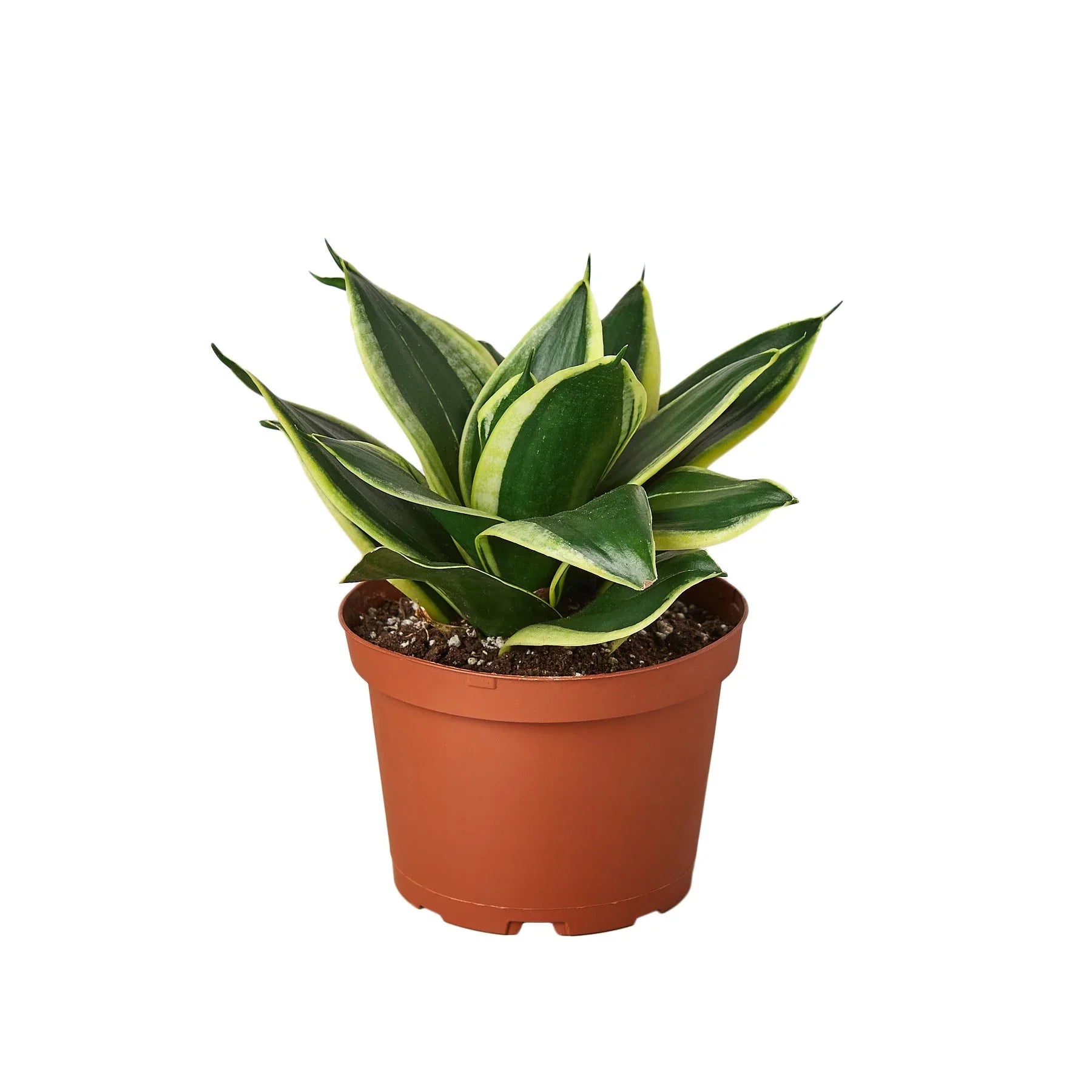 Snake Plant Black Gold - Holiday Corner