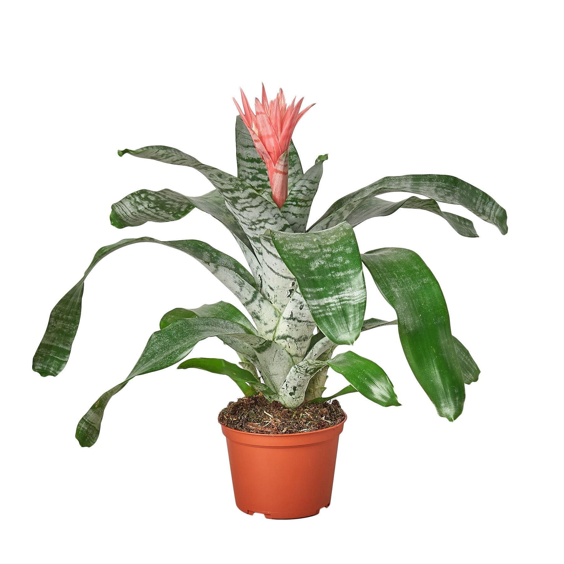 Bromeliad 'Silver Vase' - Holiday Corner