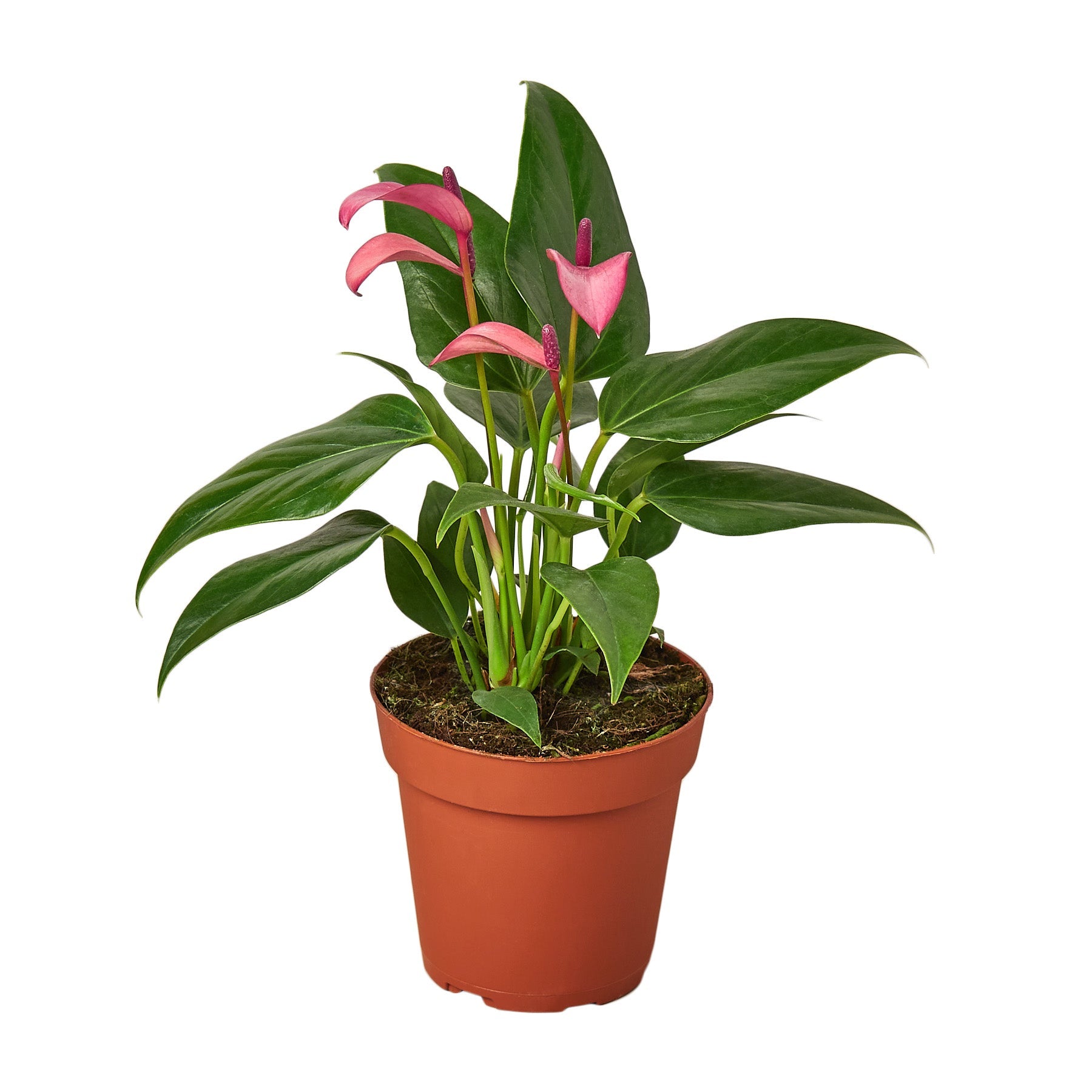 Anthurium 'Purple' - Holiday Corner