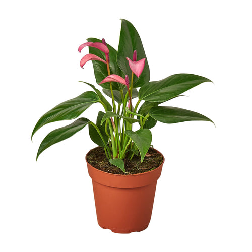 Anthurium 'Purple' - Holiday Corner