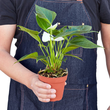 Anthurium 'White' - Holiday Corner