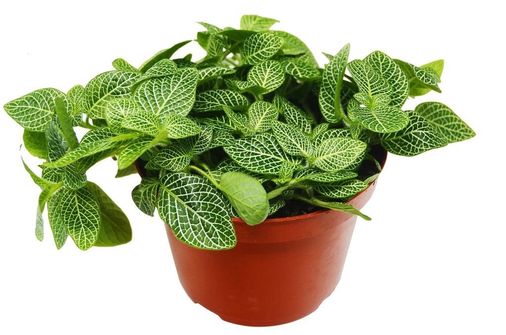 Fittonia 'White Nerve Plant' - Holiday Corner