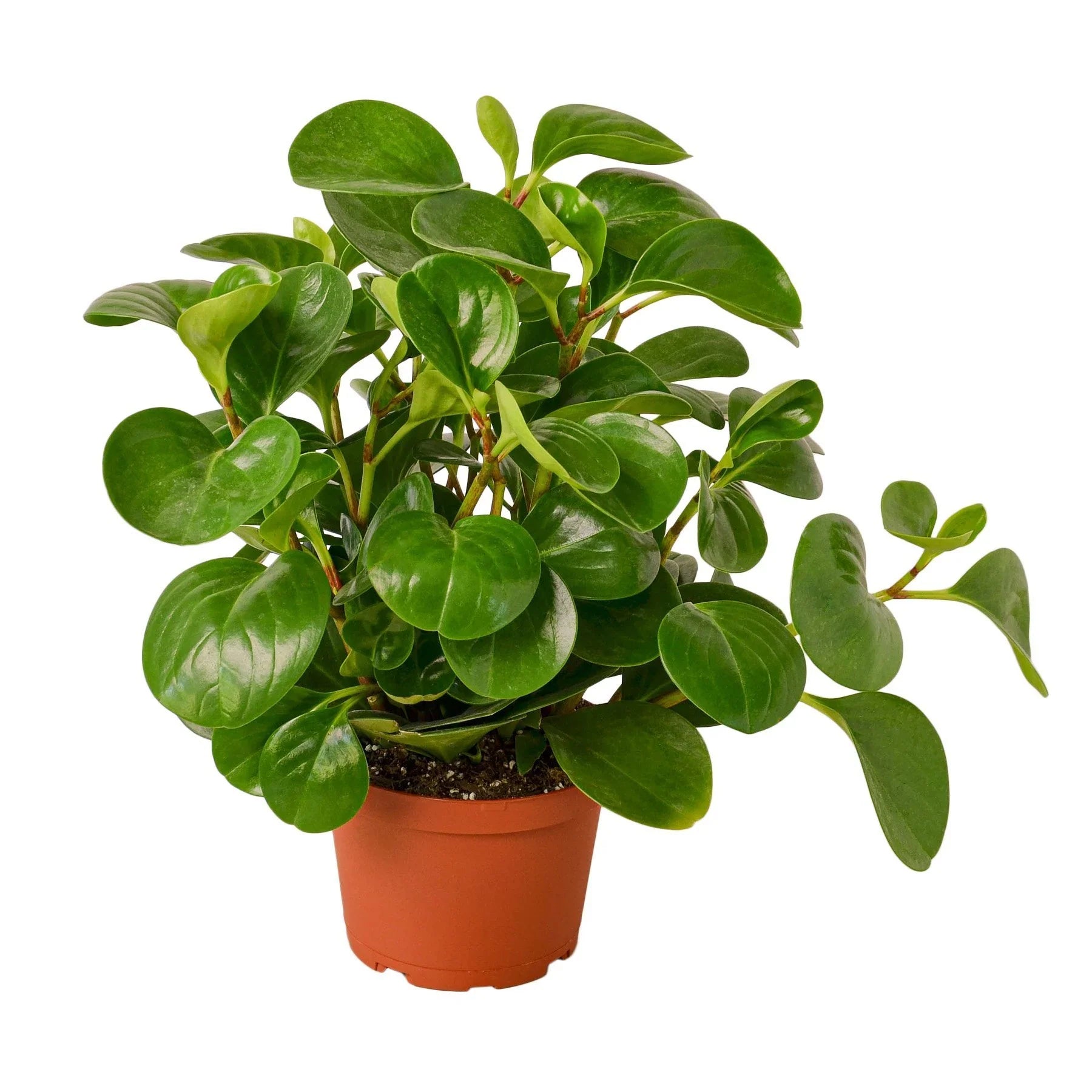 Peperomia Thailand - Holiday Corner