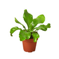 Bird's Nest 'Nidus' Fern - Holiday Corner