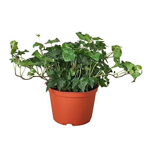 English Ivy Green California - Holiday Corner