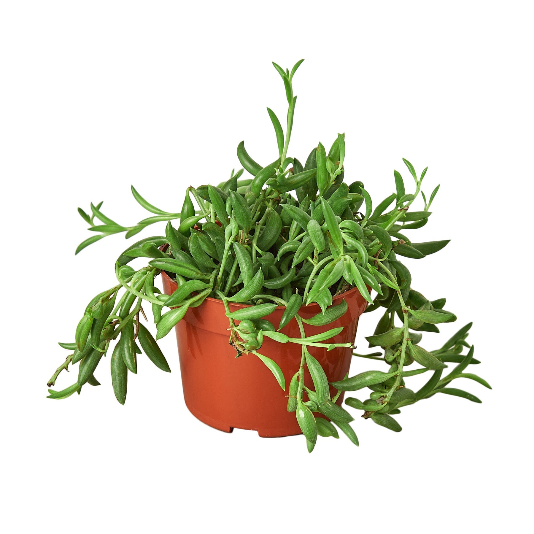 Succulent 'String of Bananas' - Holiday Corner