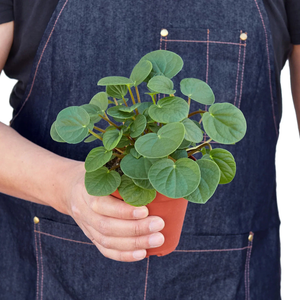 Peperomia 'Rana Verde' - Holiday Corner