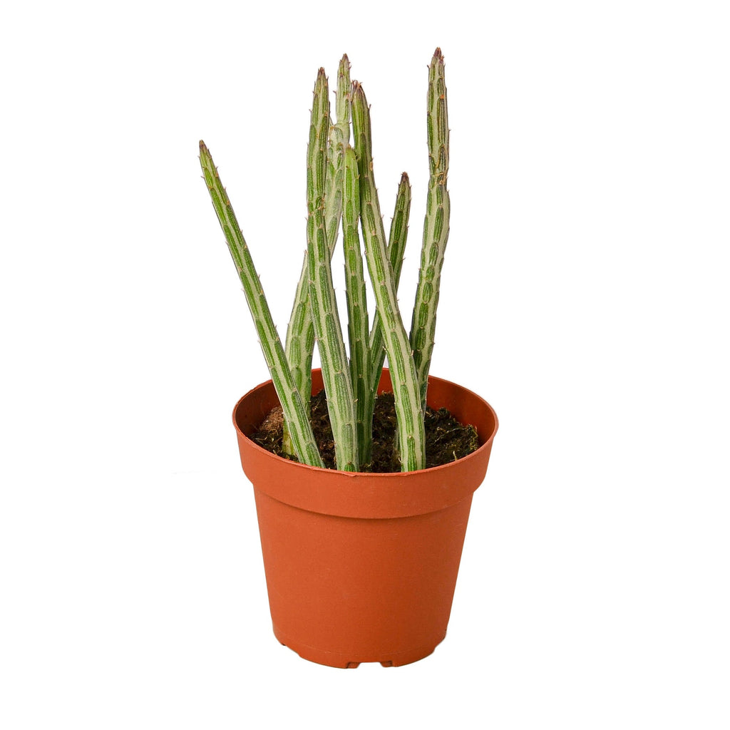 Senecio Stapeliiformis Pickle Plant - Holiday Corner