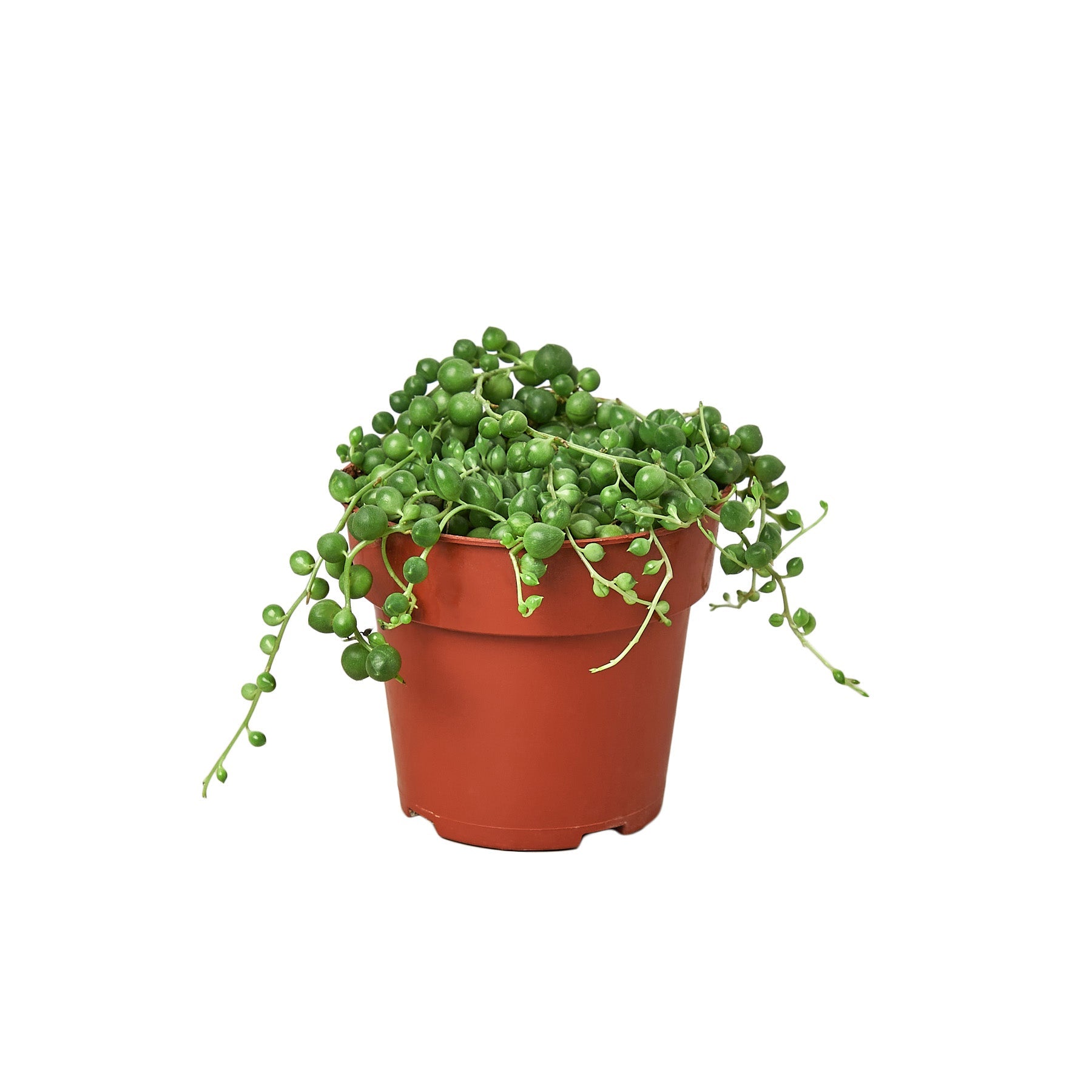 Succulent 'String of Pearls' - Holiday Corner