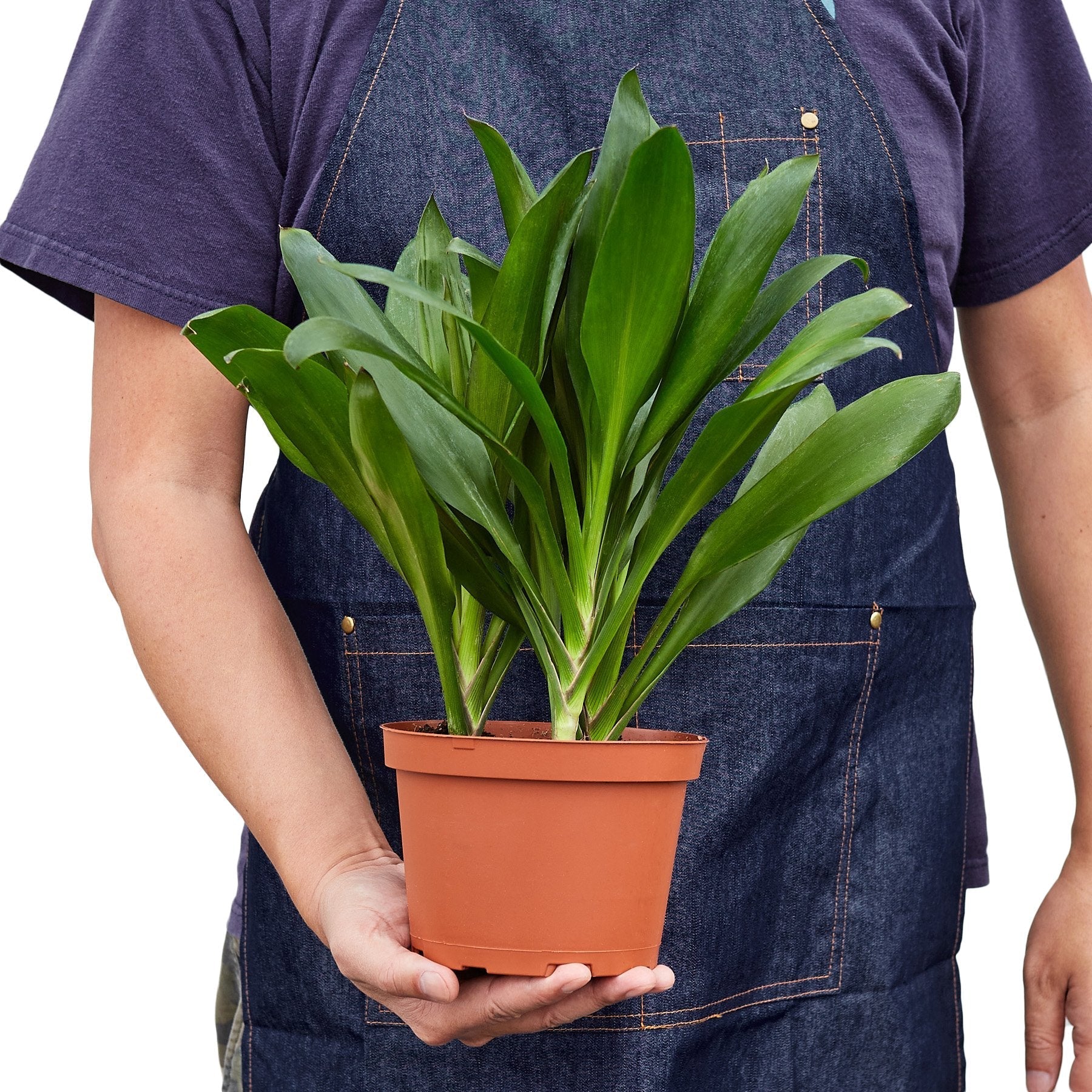 Cordyline Glauca - Holiday Corner