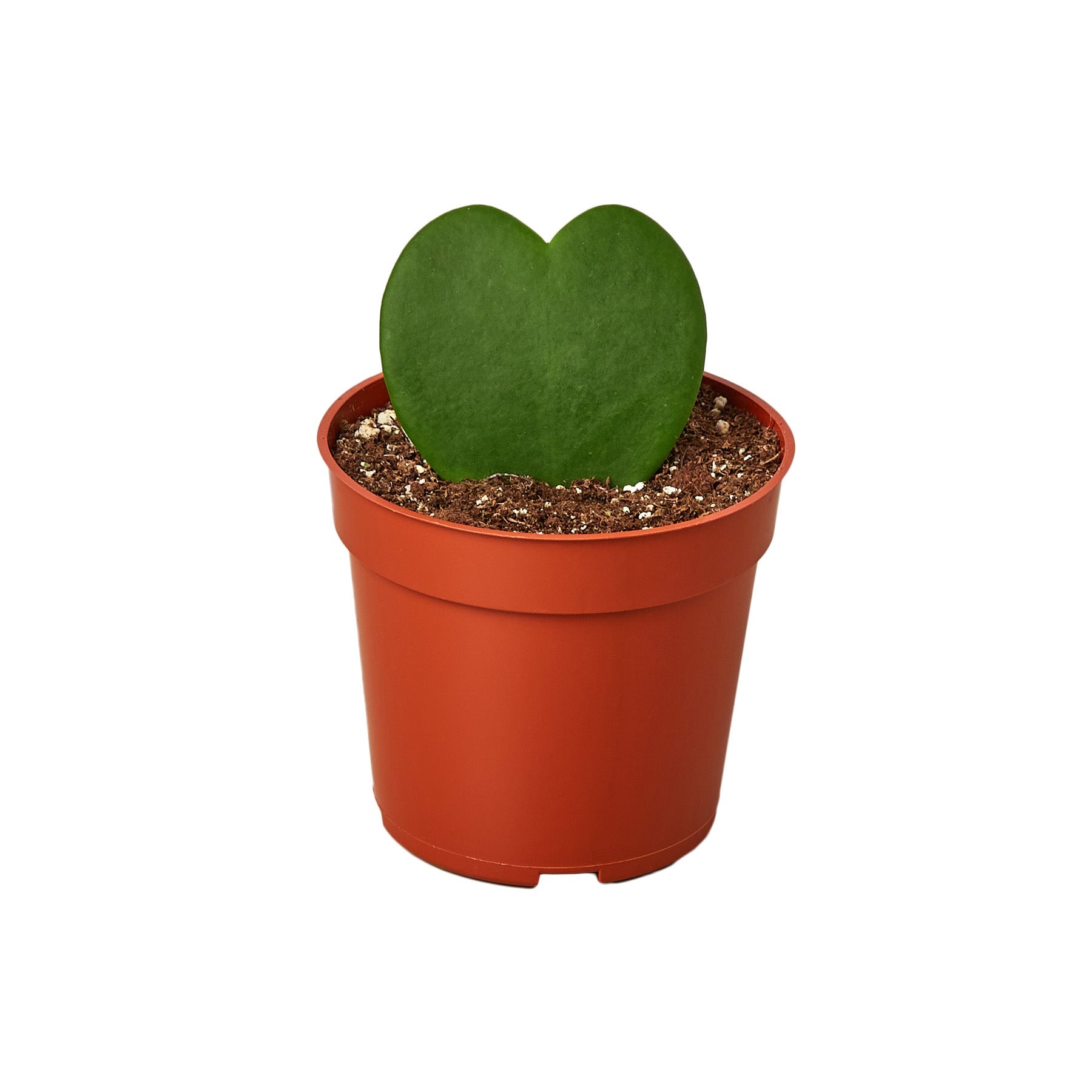Hoya Sweetheart - Holiday Corner