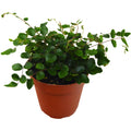 Button Fern - Holiday Corner