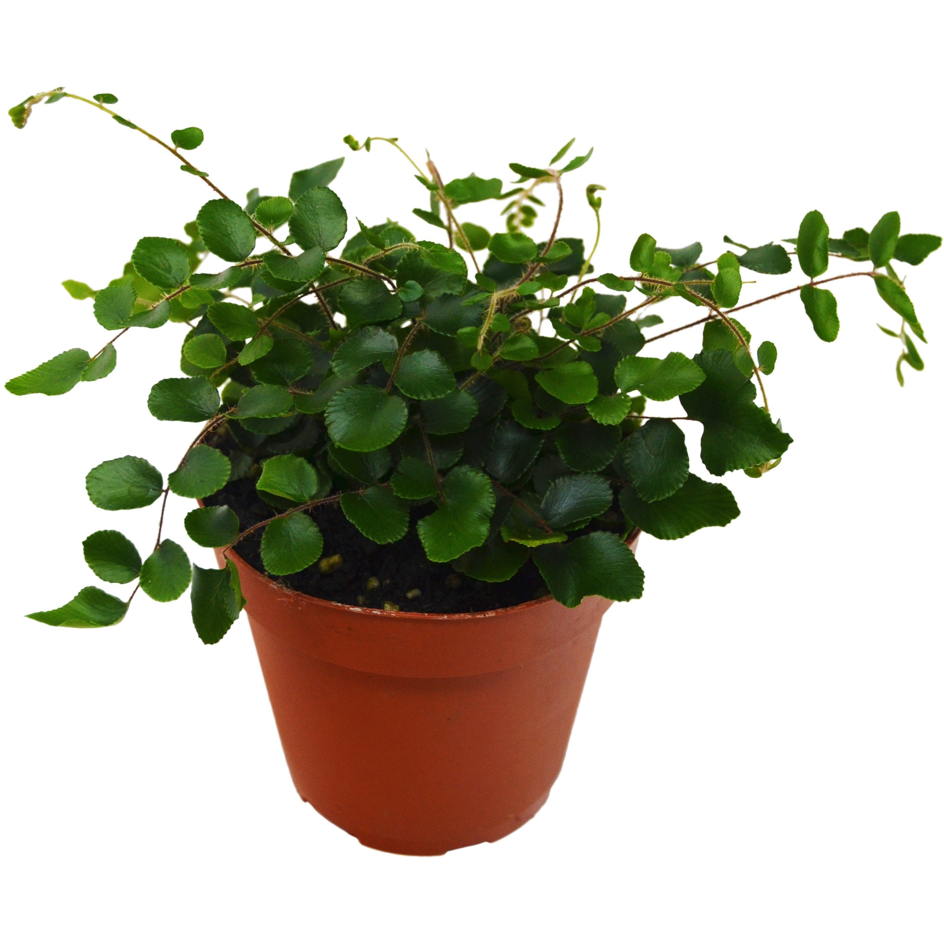 Button Fern - Holiday Corner