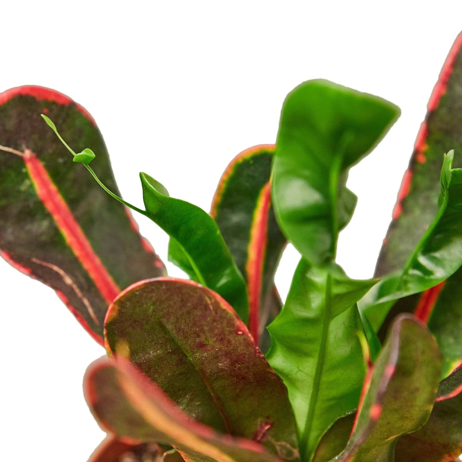 Croton 'Mammy' - Holiday Corner