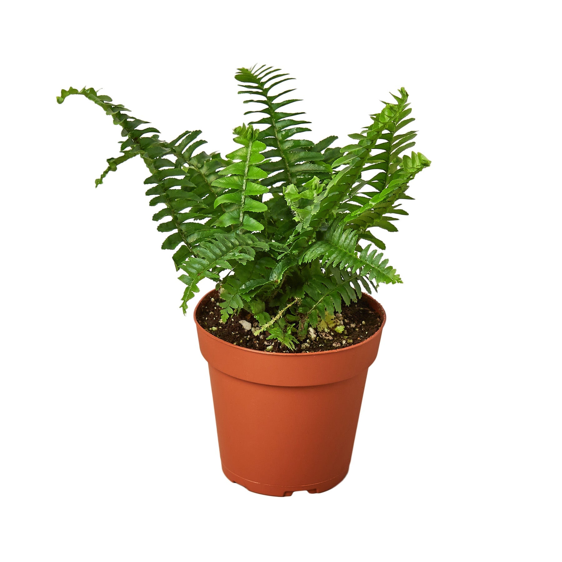 Jester's Crown Fern - Holiday Corner