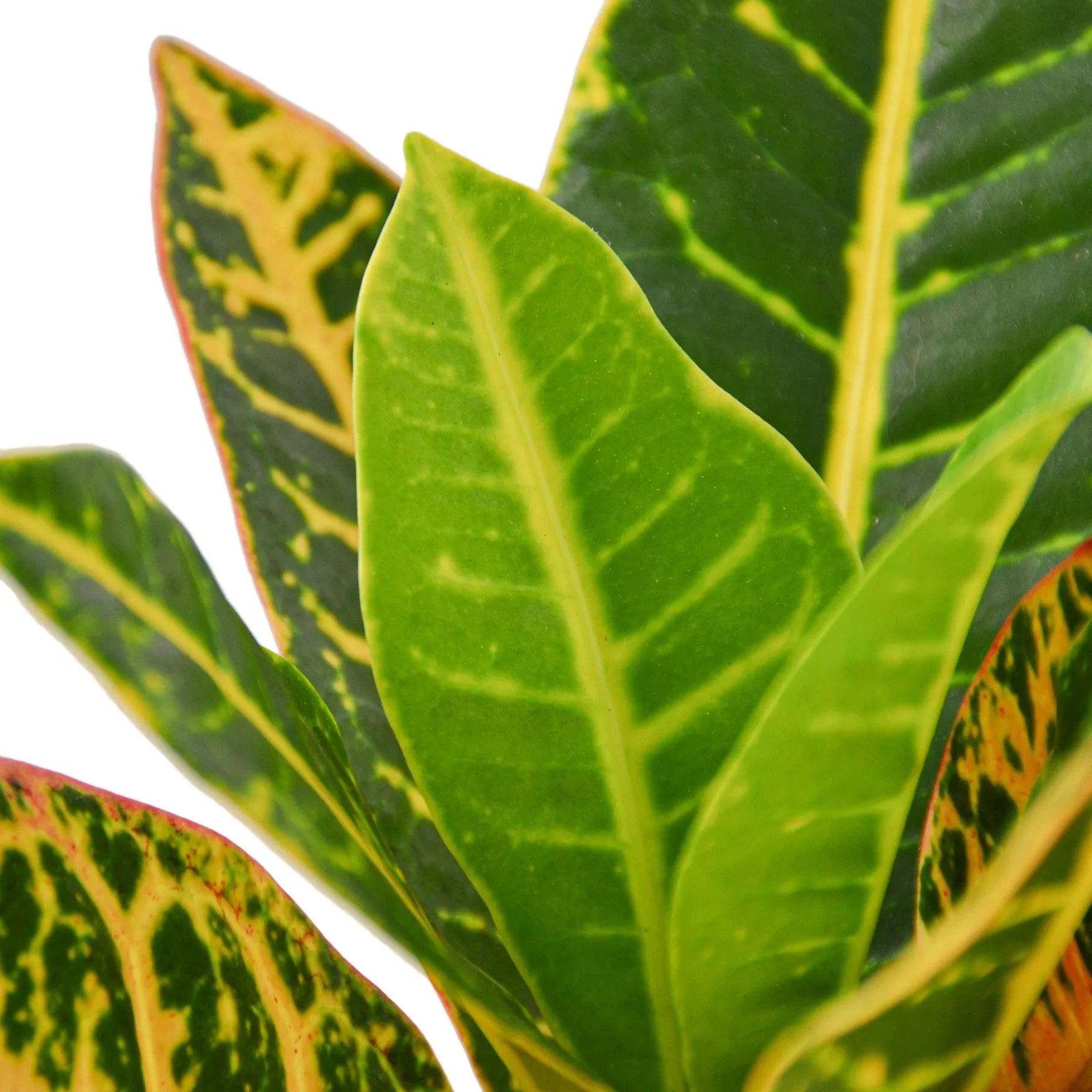 Croton Petra 'Joseph's Coat' - Holiday Corner