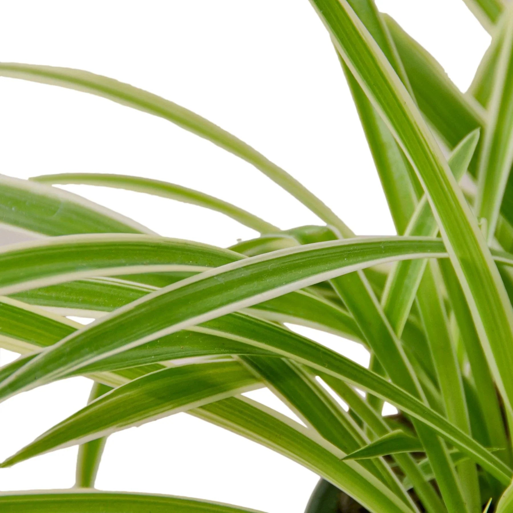 Spider Plant Reverse - Holiday Corner