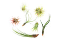 7 Air Plant Variety Pack - Tillandsias - Holiday Corner