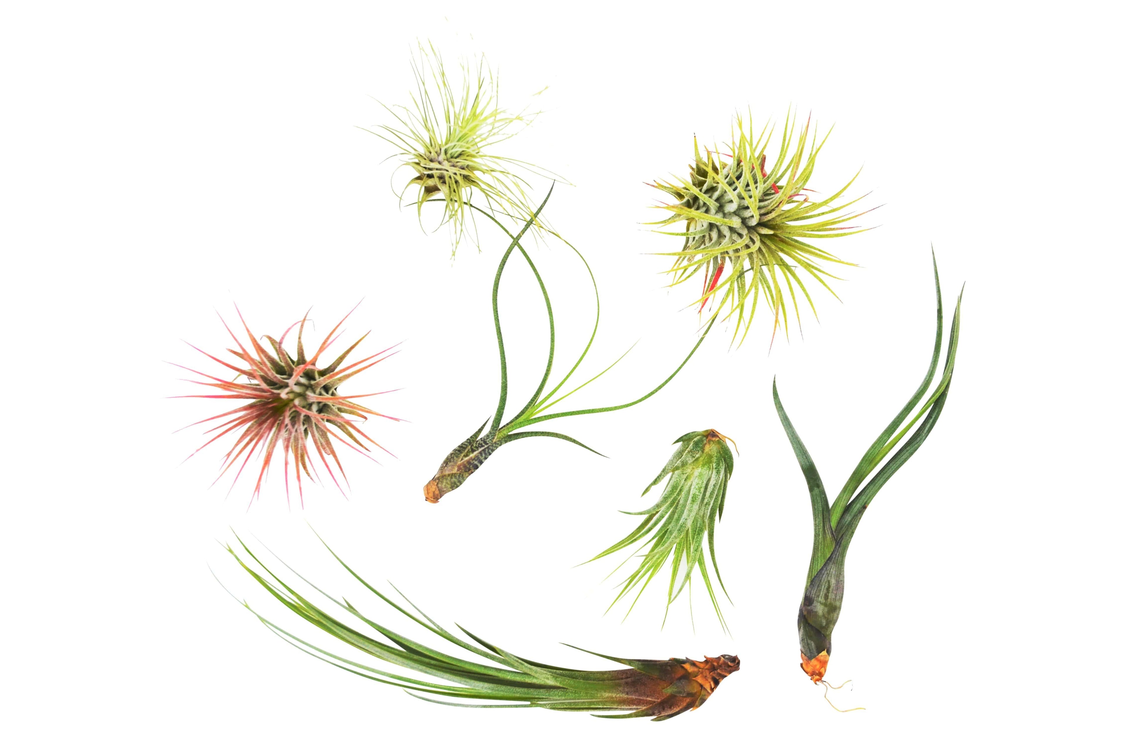 7 Air Plant Variety Pack - Tillandsias - Holiday Corner