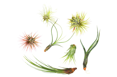 7 Air Plant Variety Pack - Tillandsias - Holiday Corner