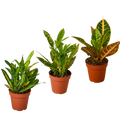 3 Croton Variety Pack / 4" Pot / Live Plant / House Plant - Holiday Corner