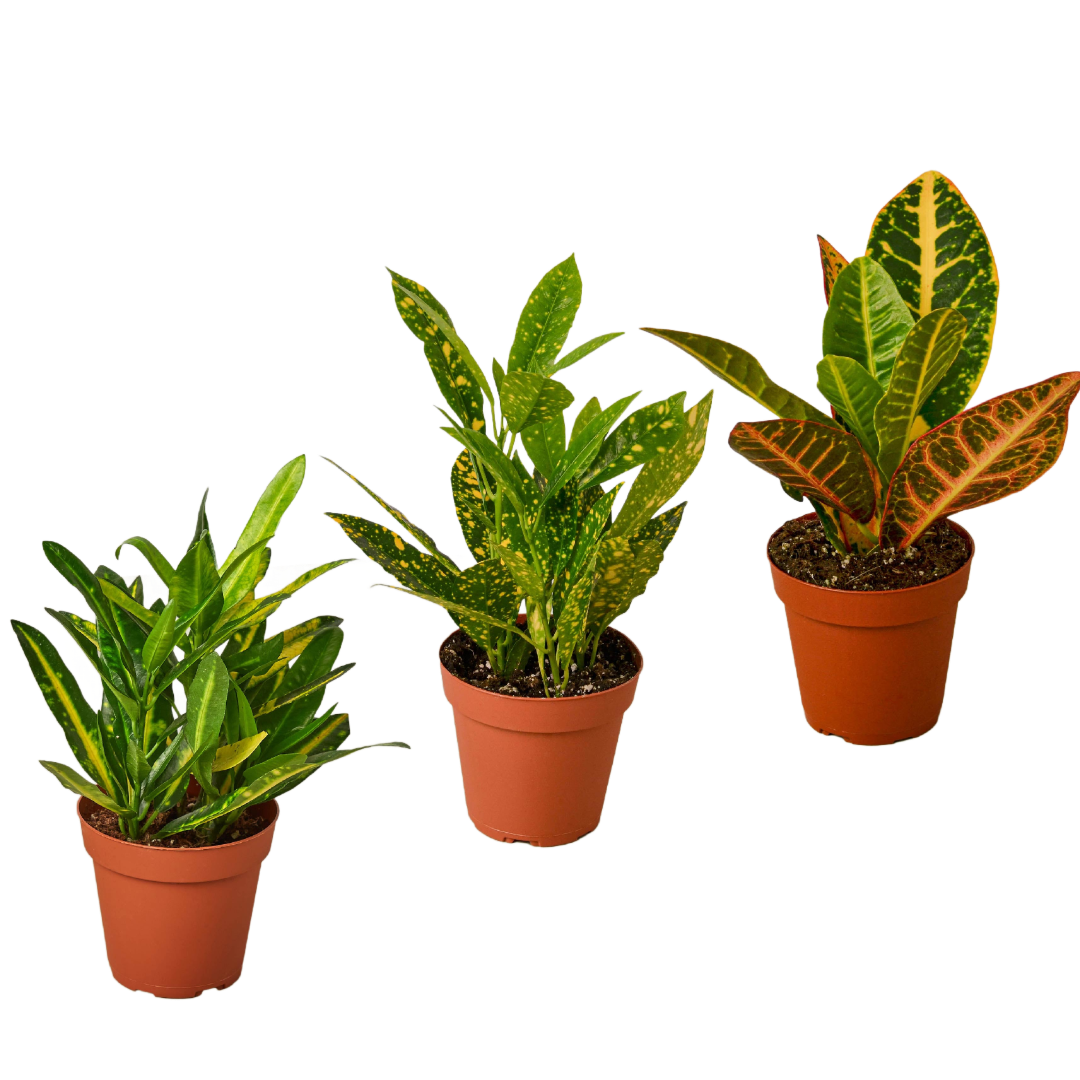 3 Croton Variety Pack / 4" Pot / Live Plant / House Plant - Holiday Corner