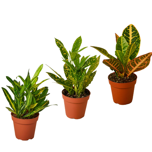 3 Croton Variety Pack / 4" Pot / Live Plant / House Plant - Holiday Corner