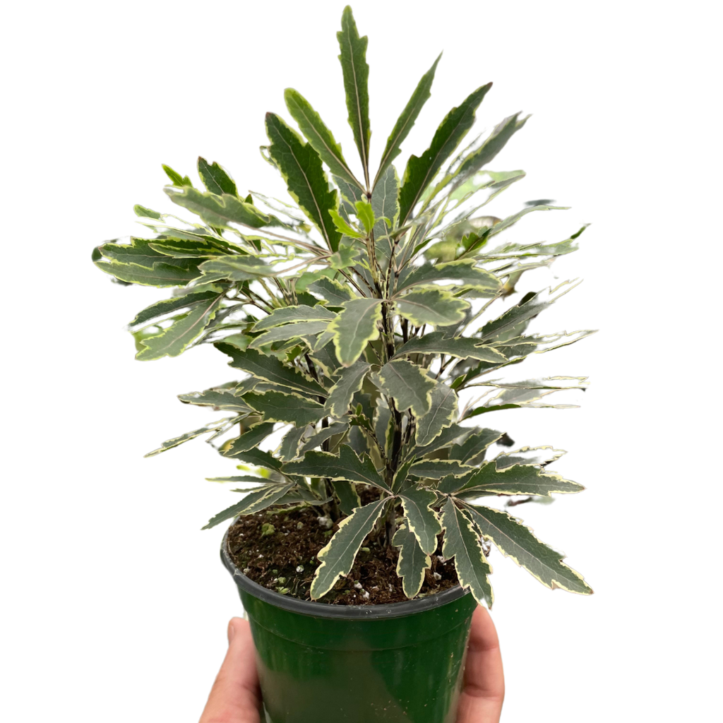 Aralia 'Bianca' - Holiday Corner
