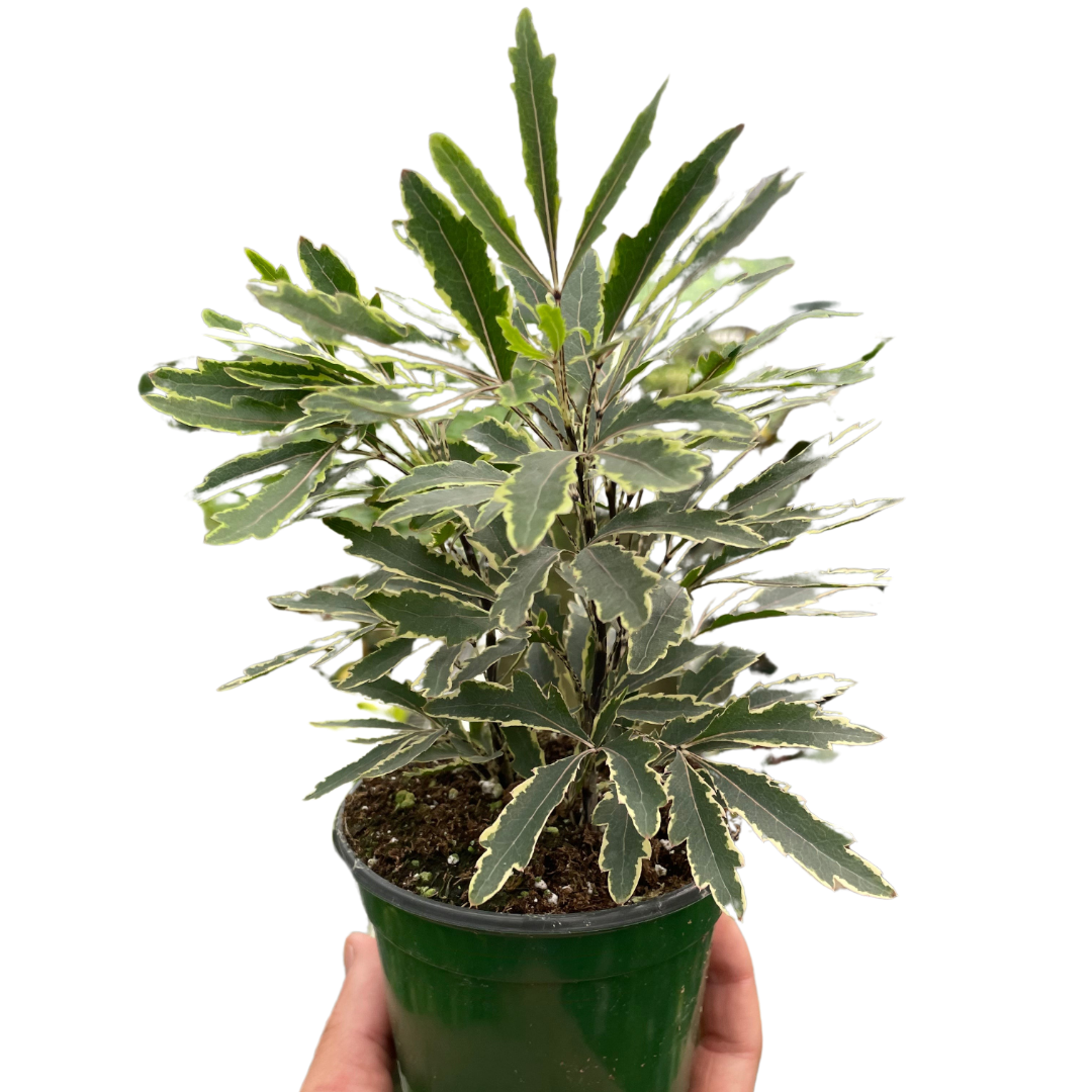 Aralia 'Bianca' - Holiday Corner