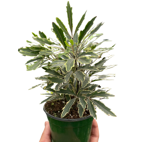 Aralia 'Bianca' - Holiday Corner