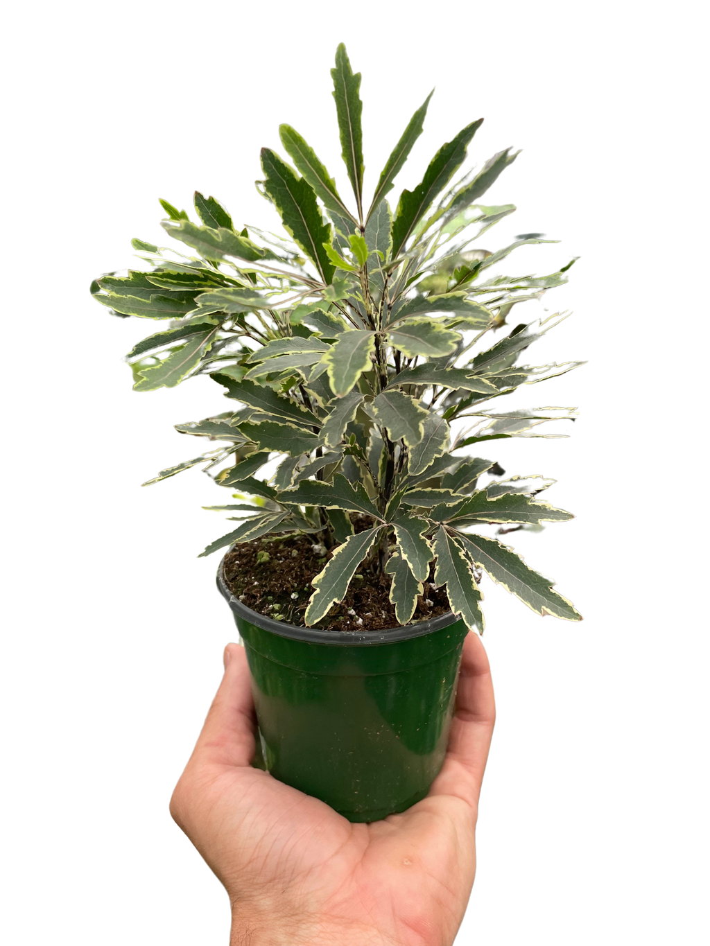 Aralia 'Bianca' - Holiday Corner