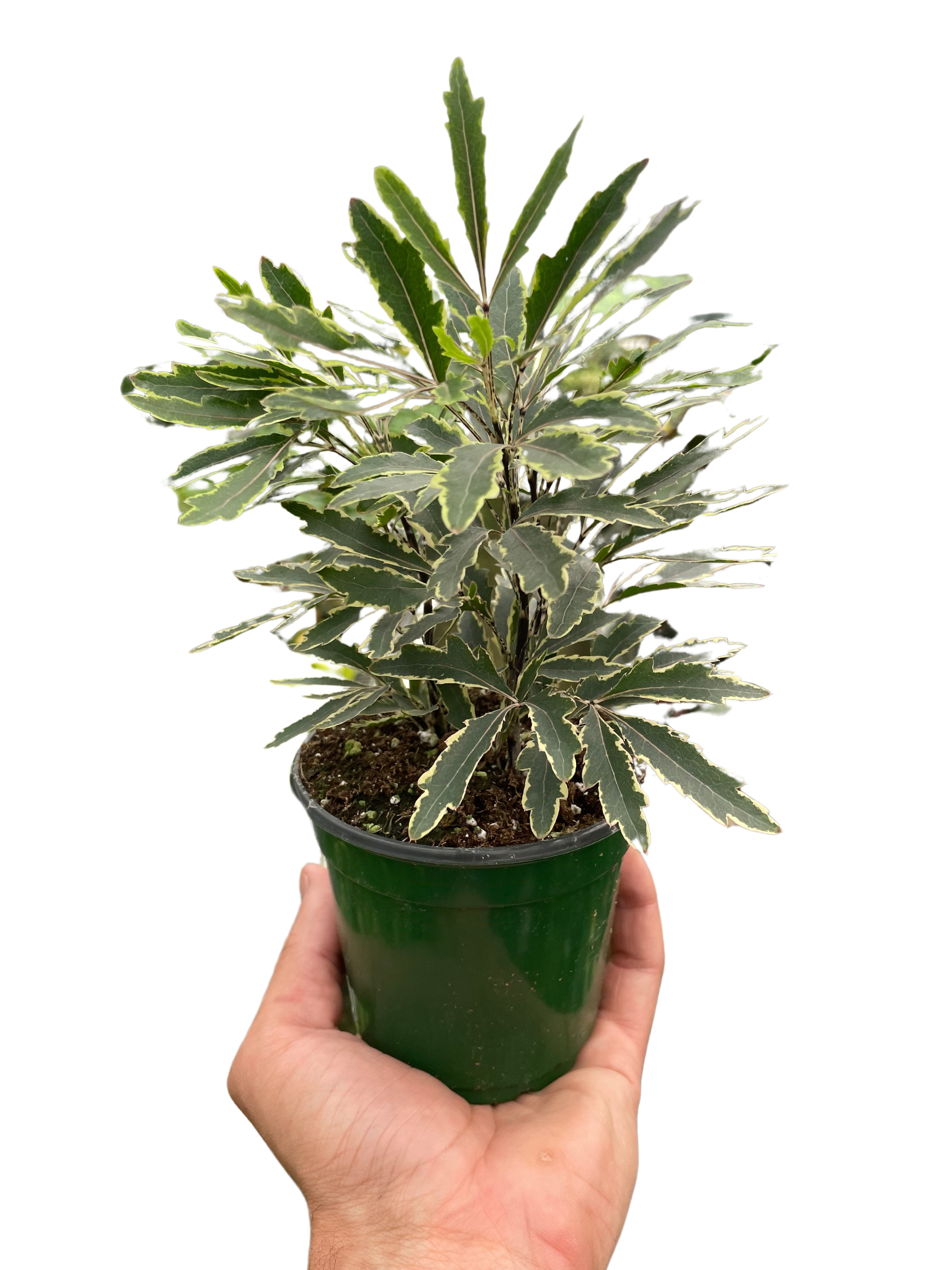 Aralia 'Bianca' - Holiday Corner