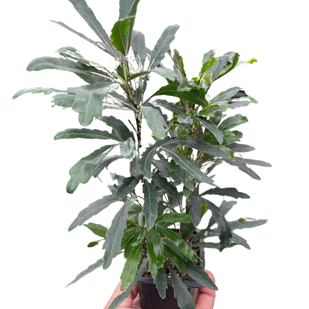 Aralia 'Green' - Holiday Corner