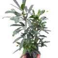 Aralia 'Green' - Holiday Corner