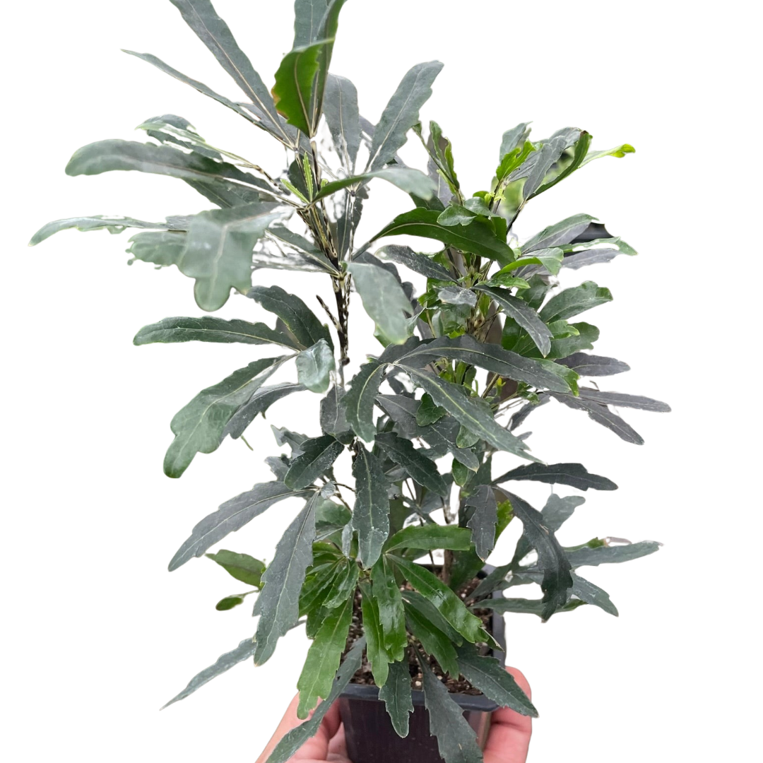 Aralia 'Green' - Holiday Corner