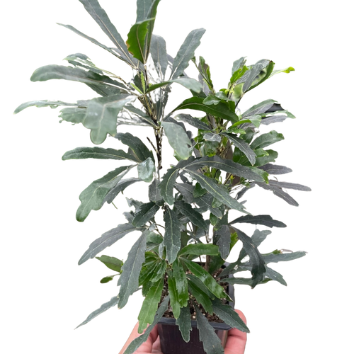 Aralia 'Green' - Holiday Corner