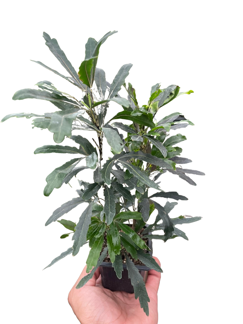 Aralia 'Green' - Holiday Corner