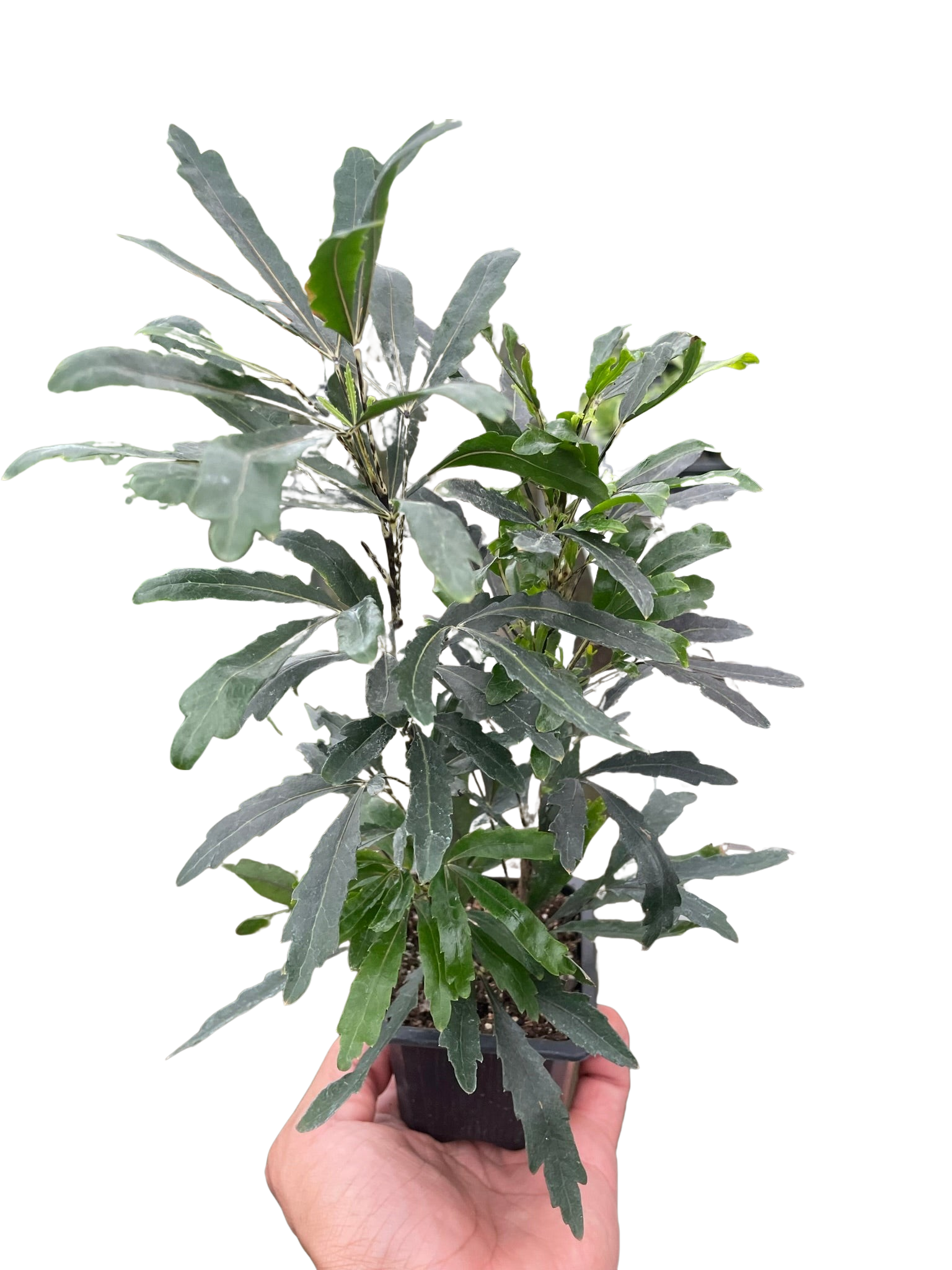 Aralia 'Green' - Holiday Corner